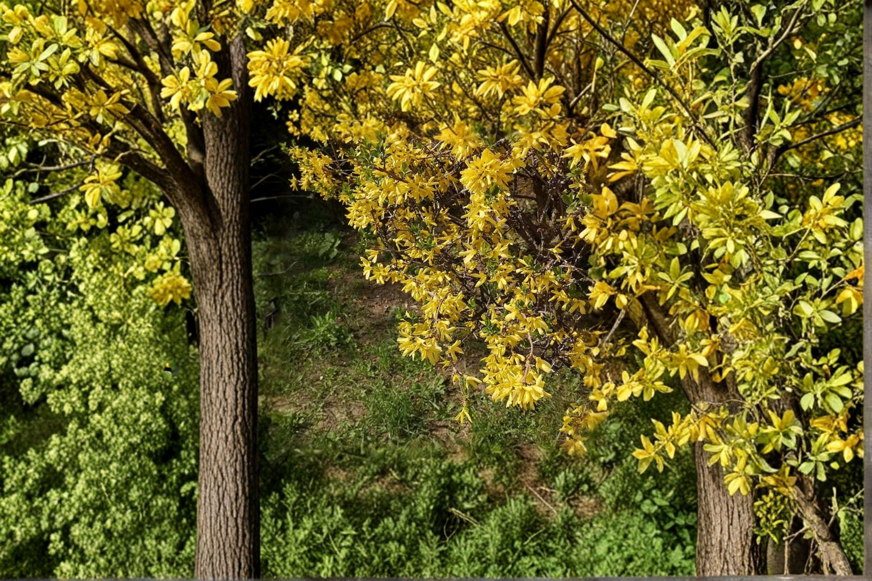 Weeping Forsythia - Forsythia suspensa Golden Spring Blooms, Ornamental Shrub (10 Seeds)