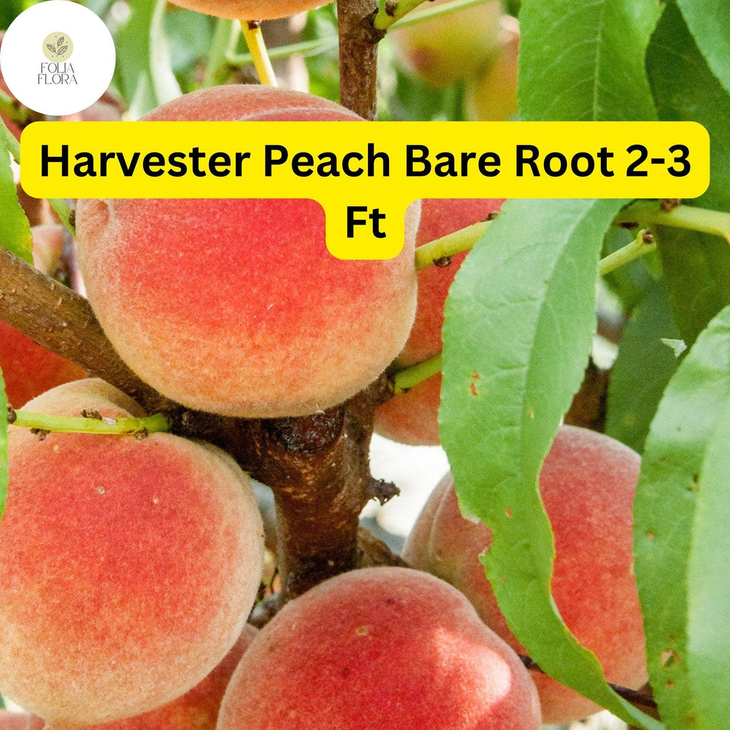 1 Bare Root Harvester Peach Tree (Prunus persica) 2-3 Ft Tall Live Fruit Tree Ready to Plant
