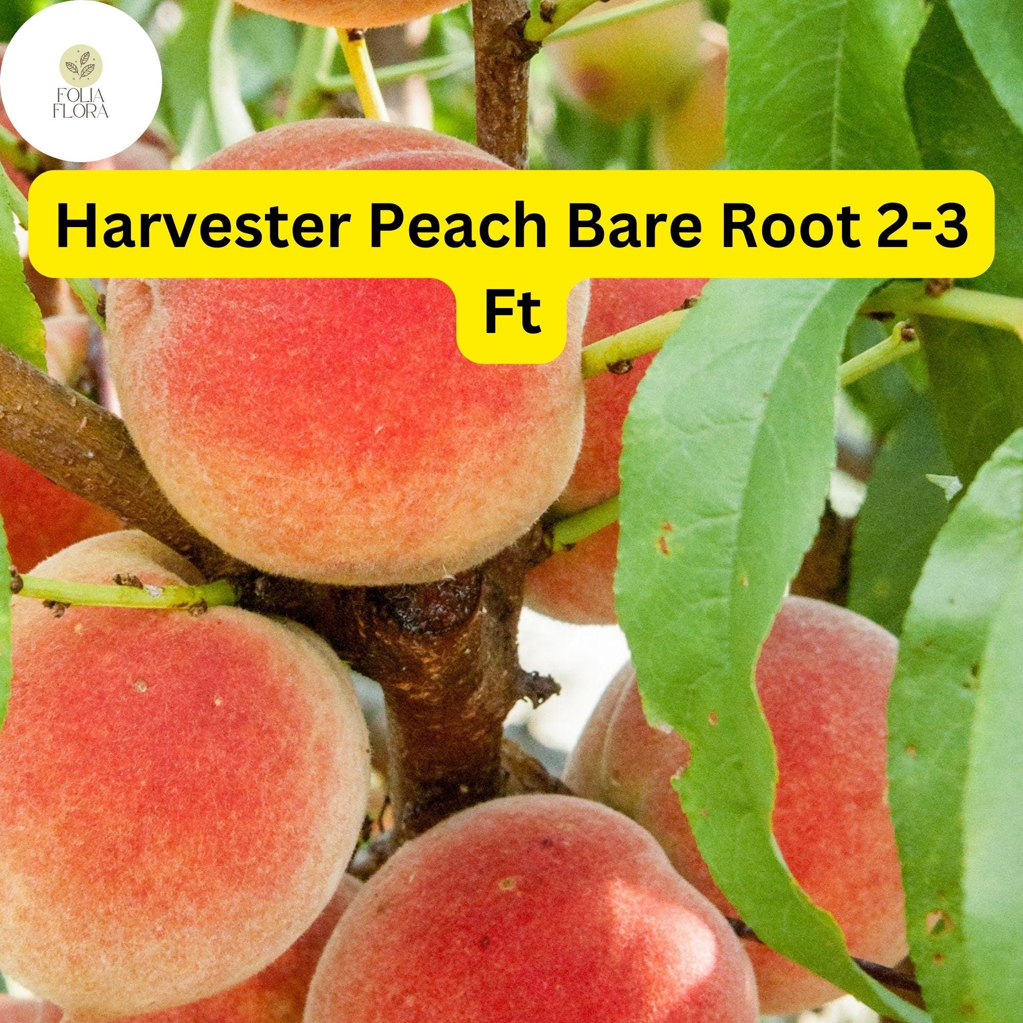 1 Bare Root Harvester Peach Tree (Prunus persica) 2-3 Ft Tall Live Fruit Tree Ready to Plant