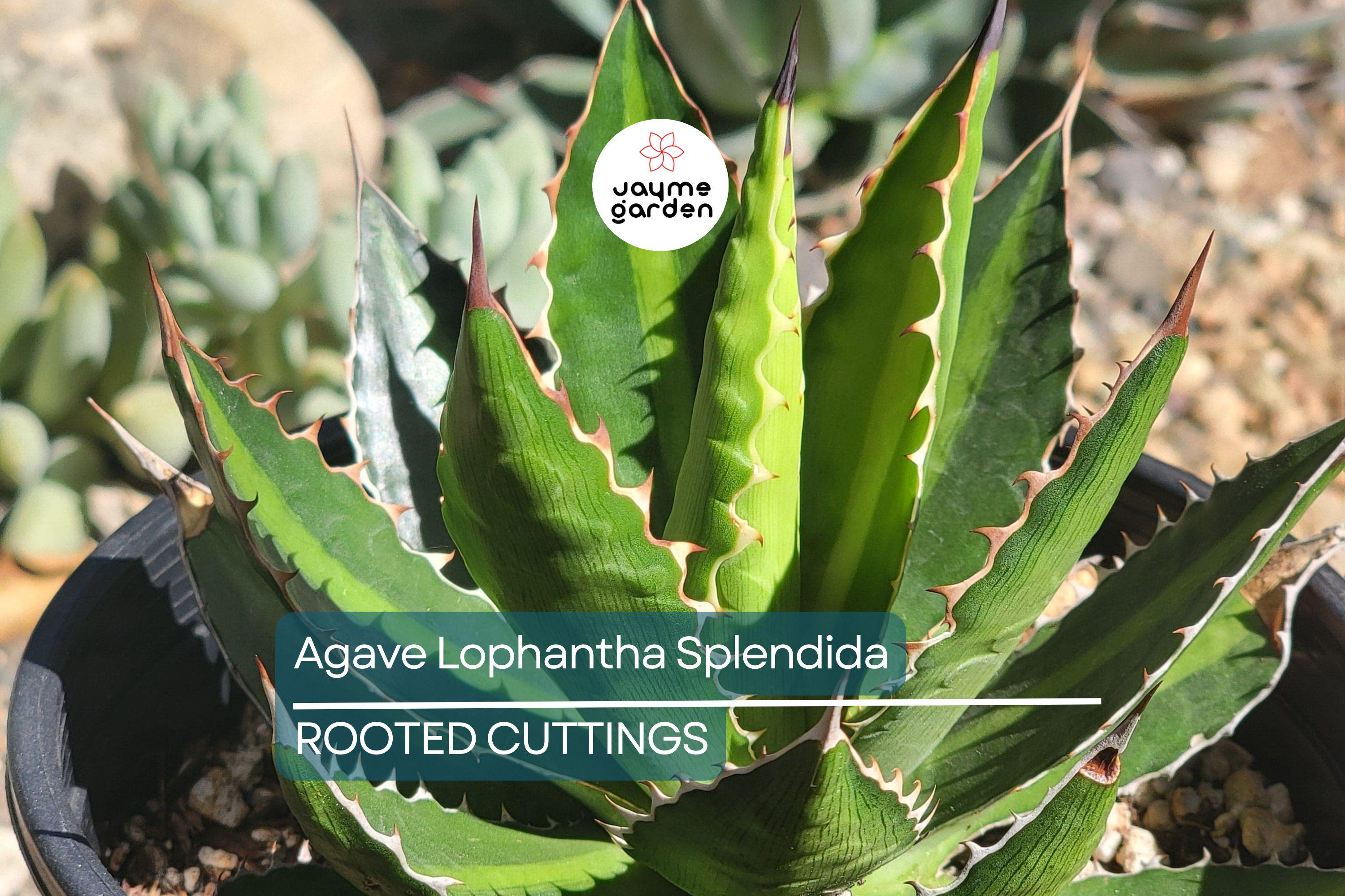 Agave Lophantha 'Splendida' – Rare Center Stripe Agave Succulent – 3" Tall Starter Plant – Exotic & Hardy