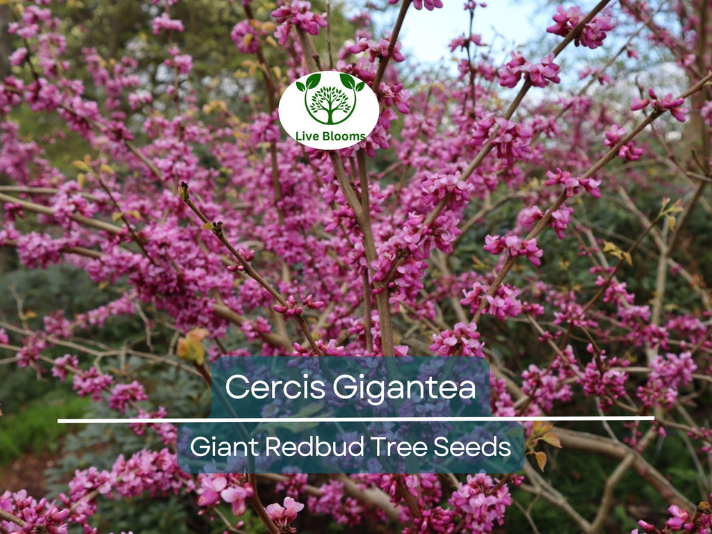 10 Seeds Cercis Gigantea (Giant Redbud) for Planting - Unique Tree for Landscaping, Gardens, & Bonsai - Beautiful Flowering Tree Seeds