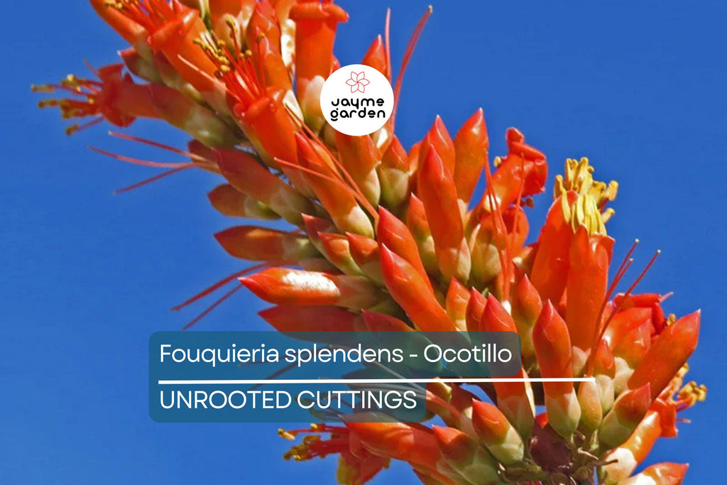 Fouquieria Splendens - Ocotillo Cutting (4-6") | Iconic Desert Plant | Cold Hardy | Drought-Tolerant Starter