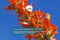 Fouquieria Splendens - Ocotillo Cutting (4-6") | Iconic Desert Plant | Cold Hardy | Drought-Tolerant Starter