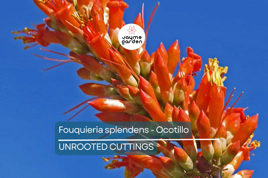 Fouquieria Splendens - Ocotillo Cutting (4-6") | Iconic Desert Plant | Cold Hardy | Drought-Tolerant Starter