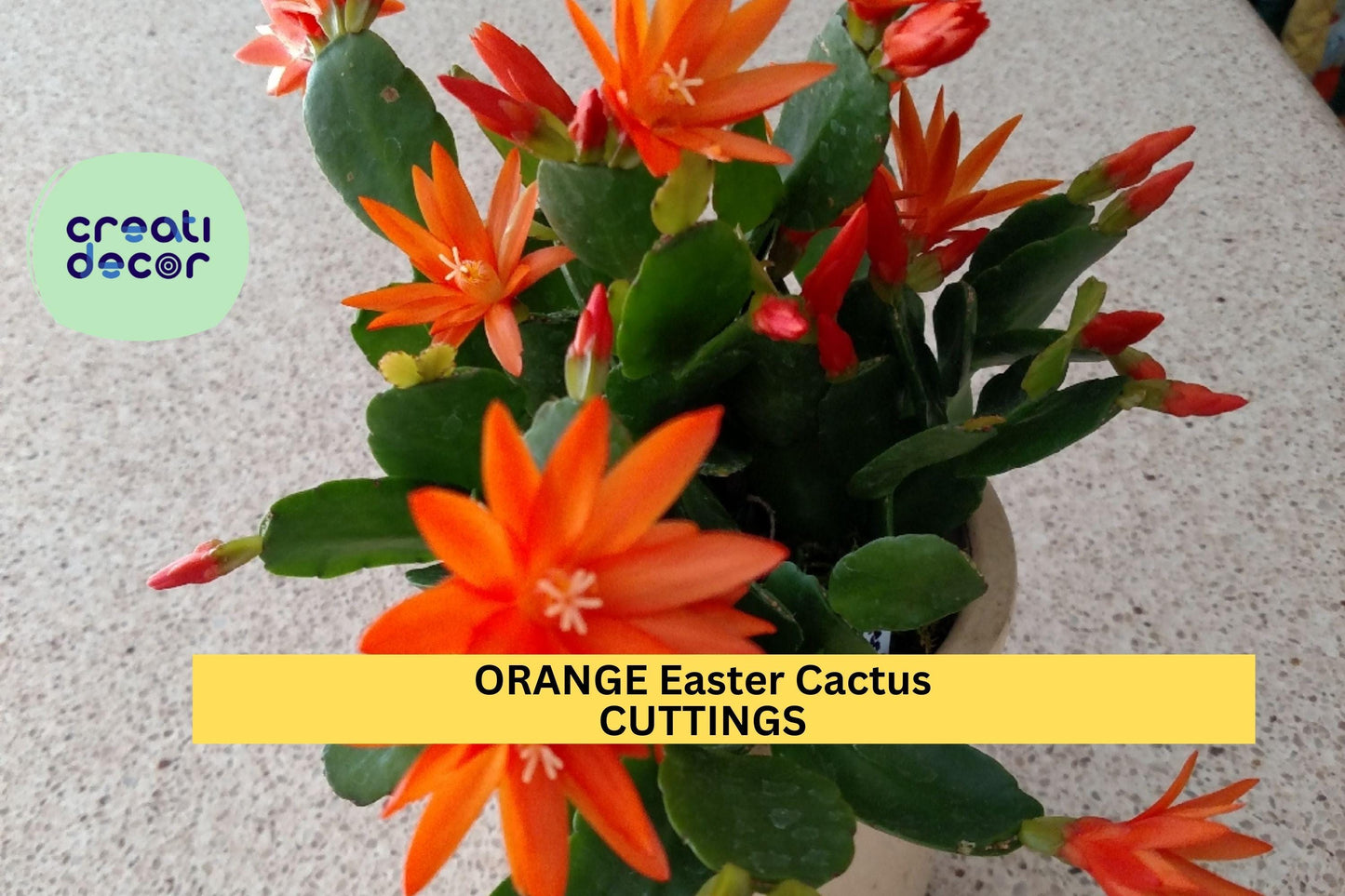Orange Easter Cactus Cutting | Hatiora gaertneri | 1 Unrooted Segment | Spring Blooming Houseplant | Read Description