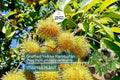 1 Grafted Yellow Rambutan (Nephelium lappaceum) Exotic Tropical Fruit Tree 24”-36” | Sweet Golden Rambutan Starter Plant