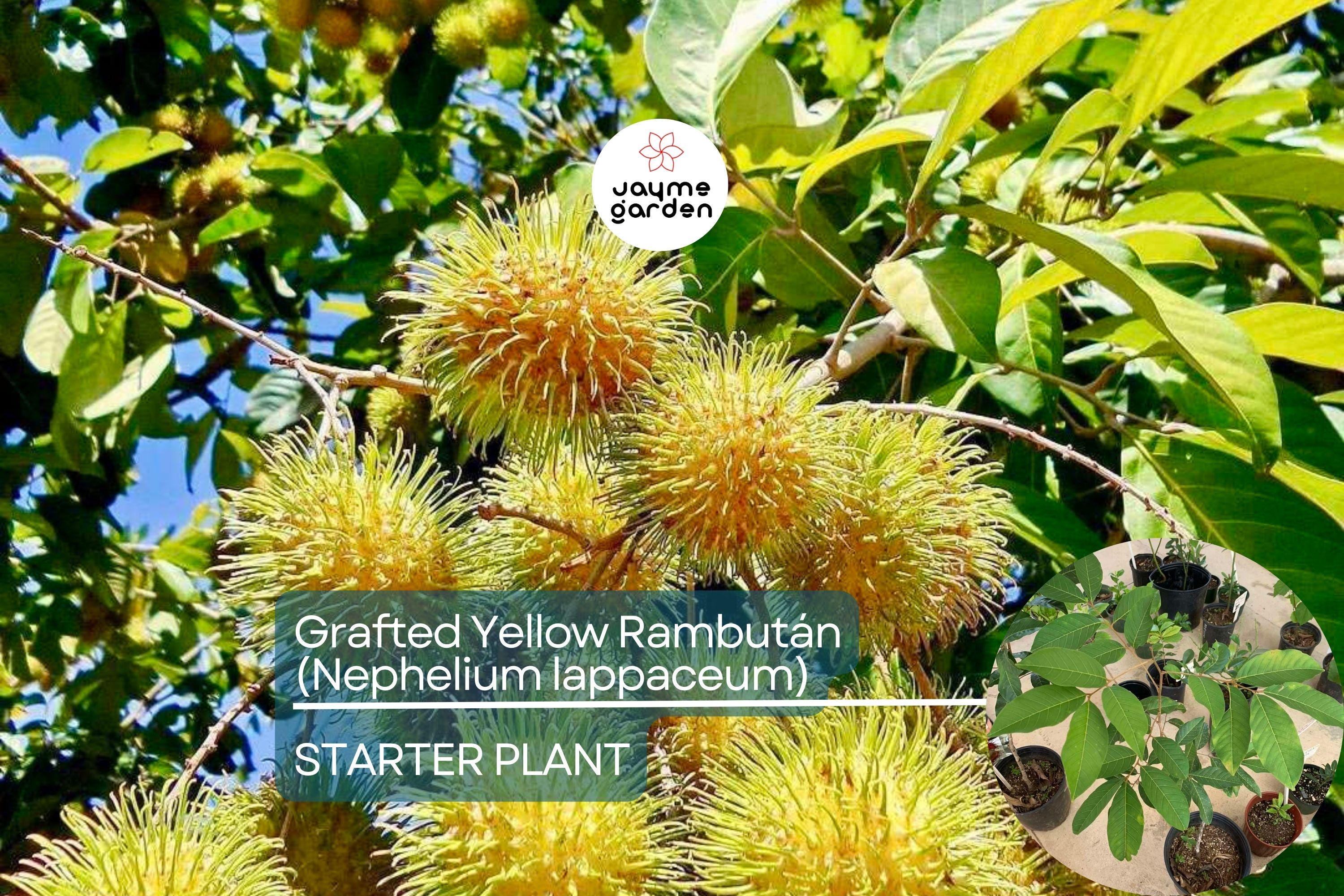 1 Grafted Yellow Rambutan (Nephelium lappaceum) Exotic Tropical Fruit Tree 24”-36” | Sweet Golden Rambutan Starter Plant