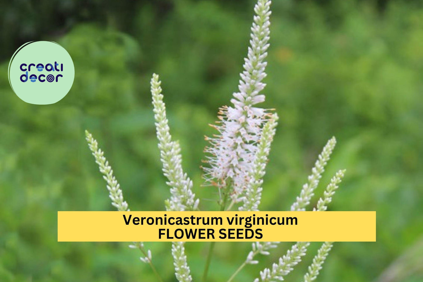 2500 Seeds Culver's Root Seeds (Veronicastrum virginicum)–Tall Native Pollinator Plant for Garden or Prairie Planting Seeds for Planting