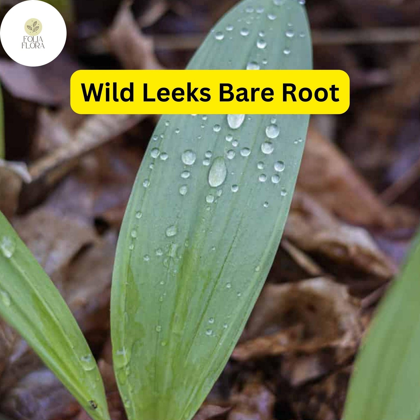 10 Ramps Wild Leeks Bulbs (Allium tricoccum), Organic Bare Root Plants for Planting