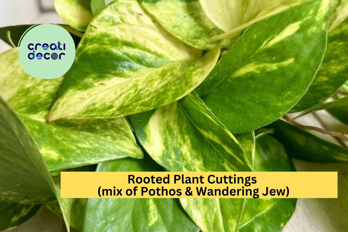 20 Rooted Plant Cuttings – Mix of Pothos & Wandering Jew, Easy-Care Indoor Houseplant Starter Vines for Pots, Hanging Baskets Terrariums