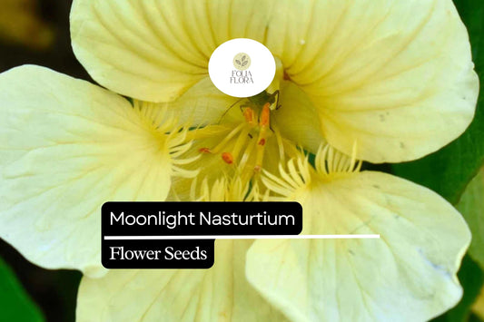15 Seeds Moonlight Nasturtium (Tropaeolum majus) – Soft Creamy-Yellow Blooms, Edible Flowers & Leaves