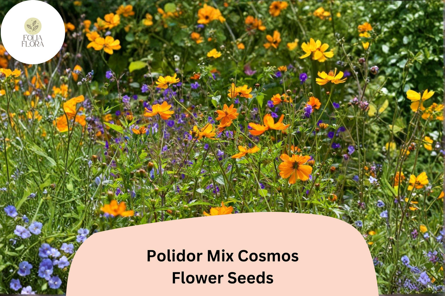200+ Polidor Mix Cosmos Seeds | Cosmos Sulphureus Orange, Red & Yellow | Garden Flower Seeds for Planting