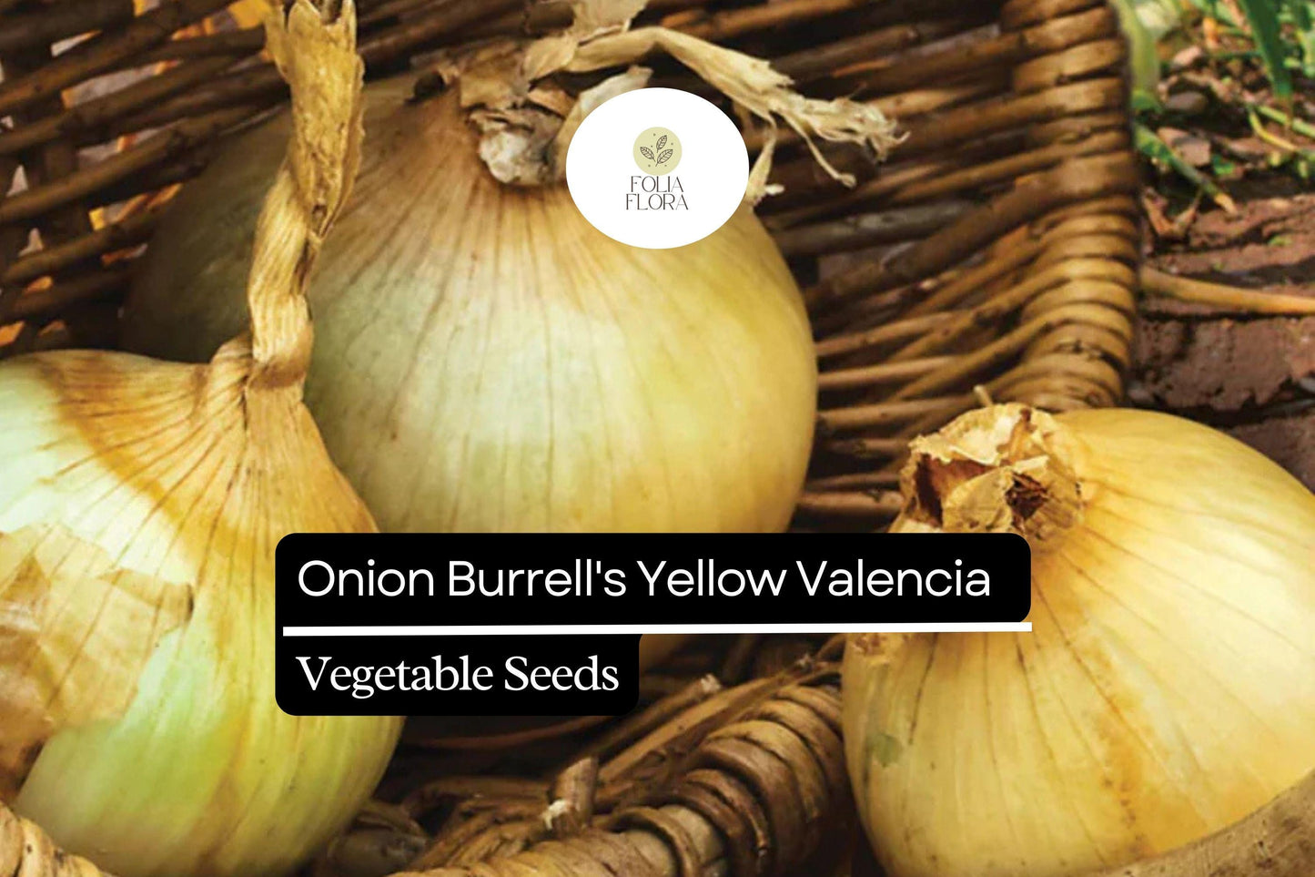 250mg Onion Burrell's Yellow Valencia Seeds Allium cepa | Sweet Globe Onion, Non-GMO, High Yields, Fresh & Storage-Ready Variety