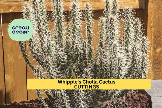 5 Whipple’s Cholla Cactus Cuttings | Cylindropuntia Whipplei Starter | Hardy Shrubby Cactus for Arid Gardens or Rock Landscaping
