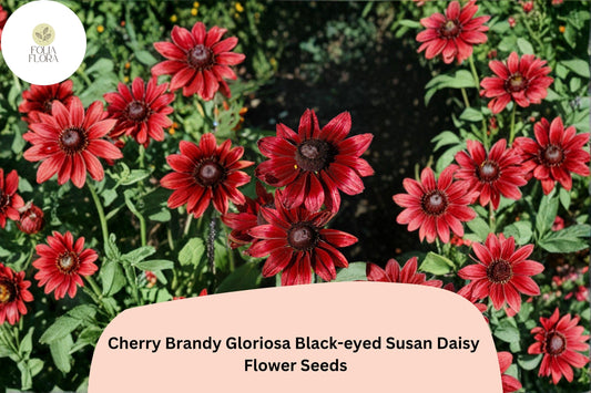 200+ Cherry Brandy Black-eyed Susan Daisy Seeds | Rudbeckia hirta | Deep Red Garden Flowers for Pollinator Borders