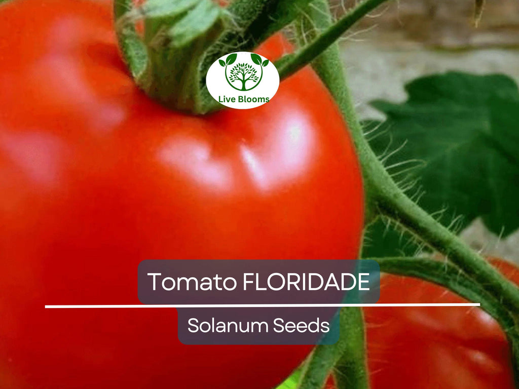 100 Floridade Tomato Seeds – Heirloom Determinate Variety | Lycopersicon esculentum | Non-GMO | Heat-Tolerant Slicing Tomato