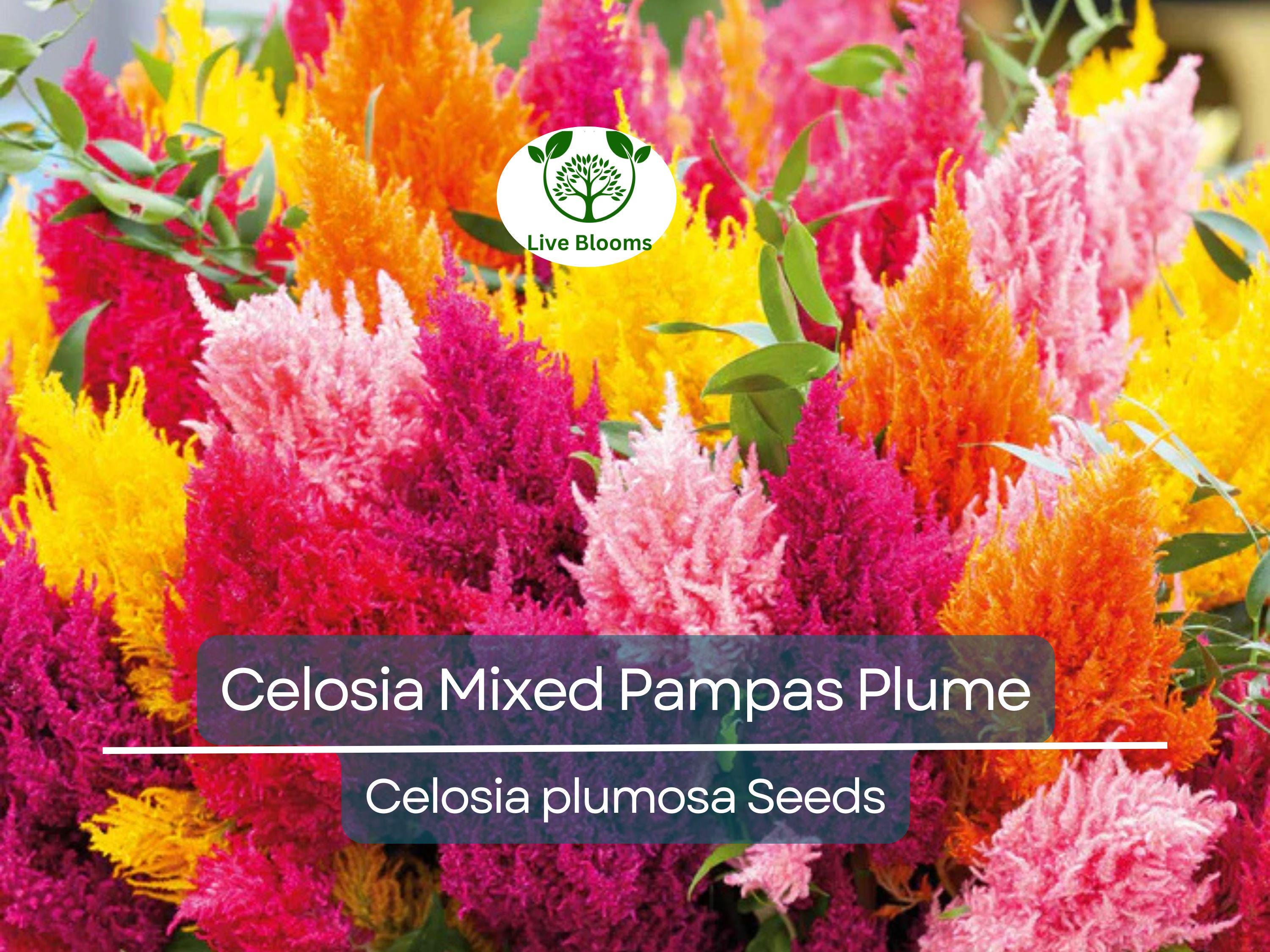 50 Seeds Celosia Mixed Pampas Plume, Non-GMO, Striking Colors, Cut & Dried Flowers, Garden, Decorative Blooms, Perennial