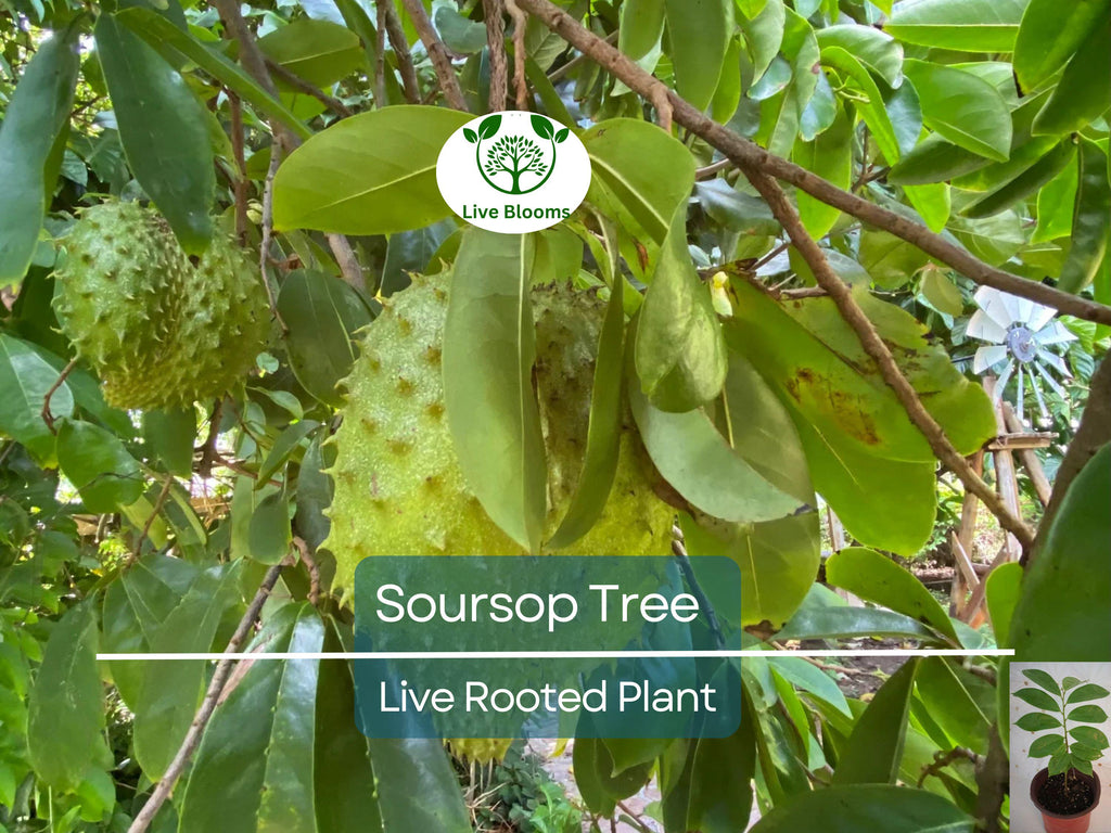 1 Soursop Tree Guanábana 4" Tropical Fruit Tree in Pot - Annona muricata, Sweet & Tangy Fruit, Easy to Grow, Exotic Tropical Tree for Garden