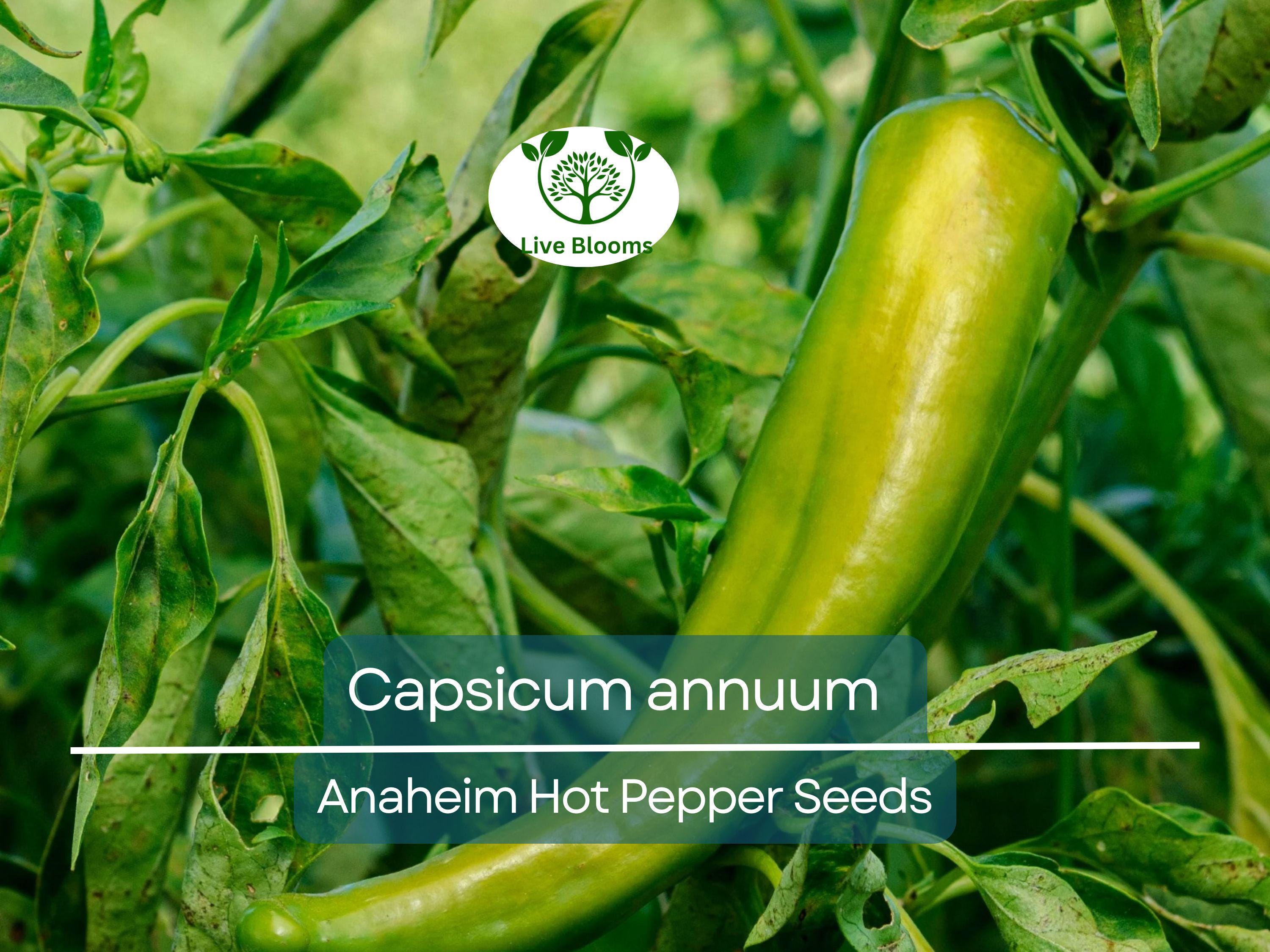 30 Seeds Anaheim Hot Pepper – Capsicum annuum | Mildly Spicy Peppers for Planting, Gardening & Flavorful Harvests