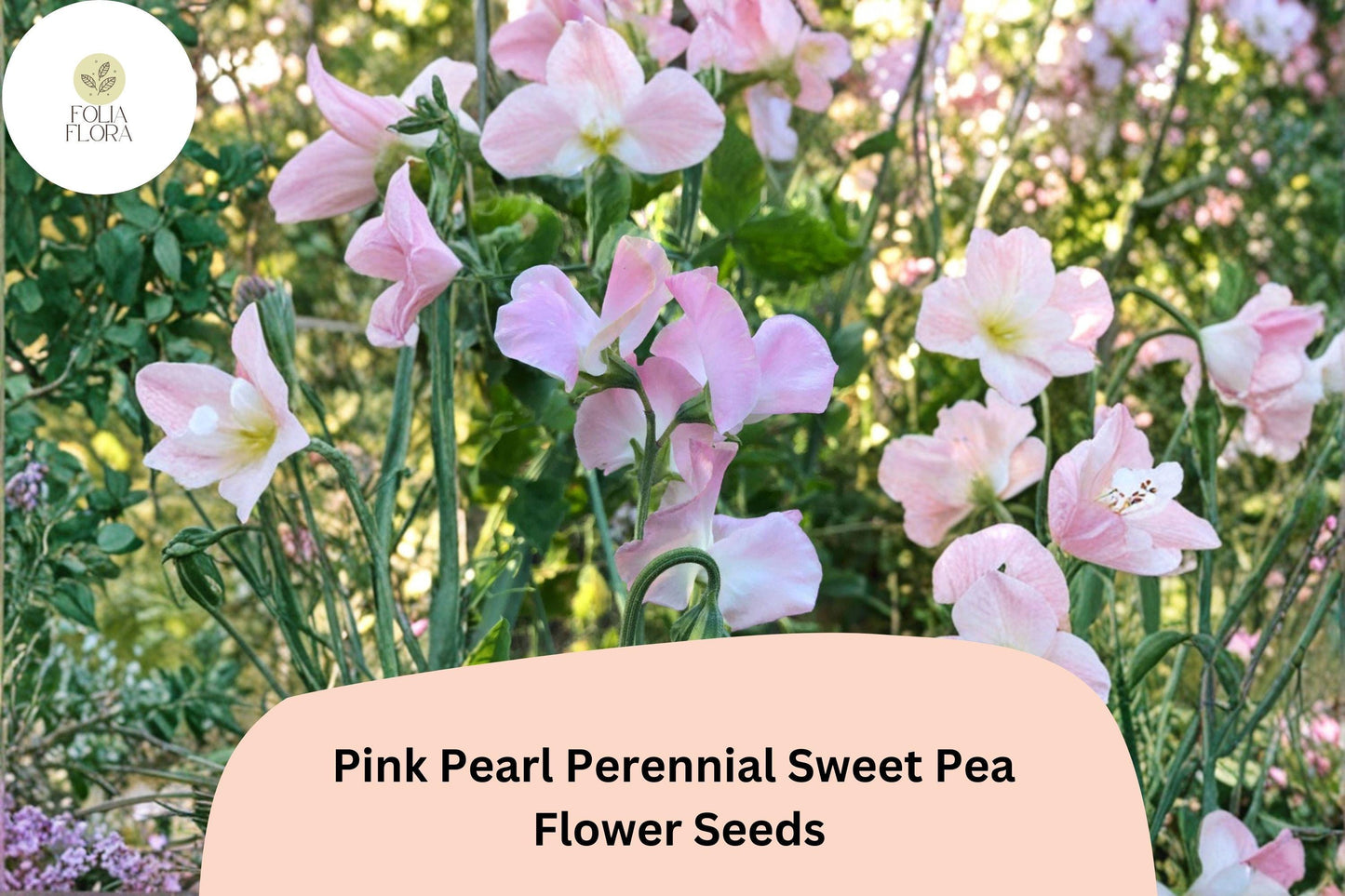 50+ Pink Pearl Perennial Sweet Pea Seeds | Lathyrus latifolius Pink Climbing Flower Vine for Garden Trellis