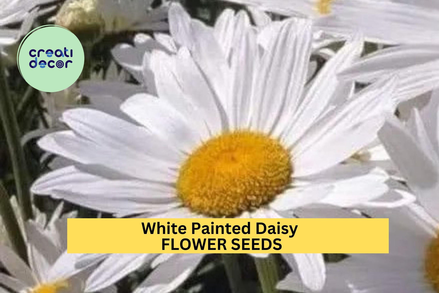 200+ White Painted Daisy Seeds – Crisp White Blooms with Yellow Centers for Garden Planting, Pollinator-Friendly Perennials – USA