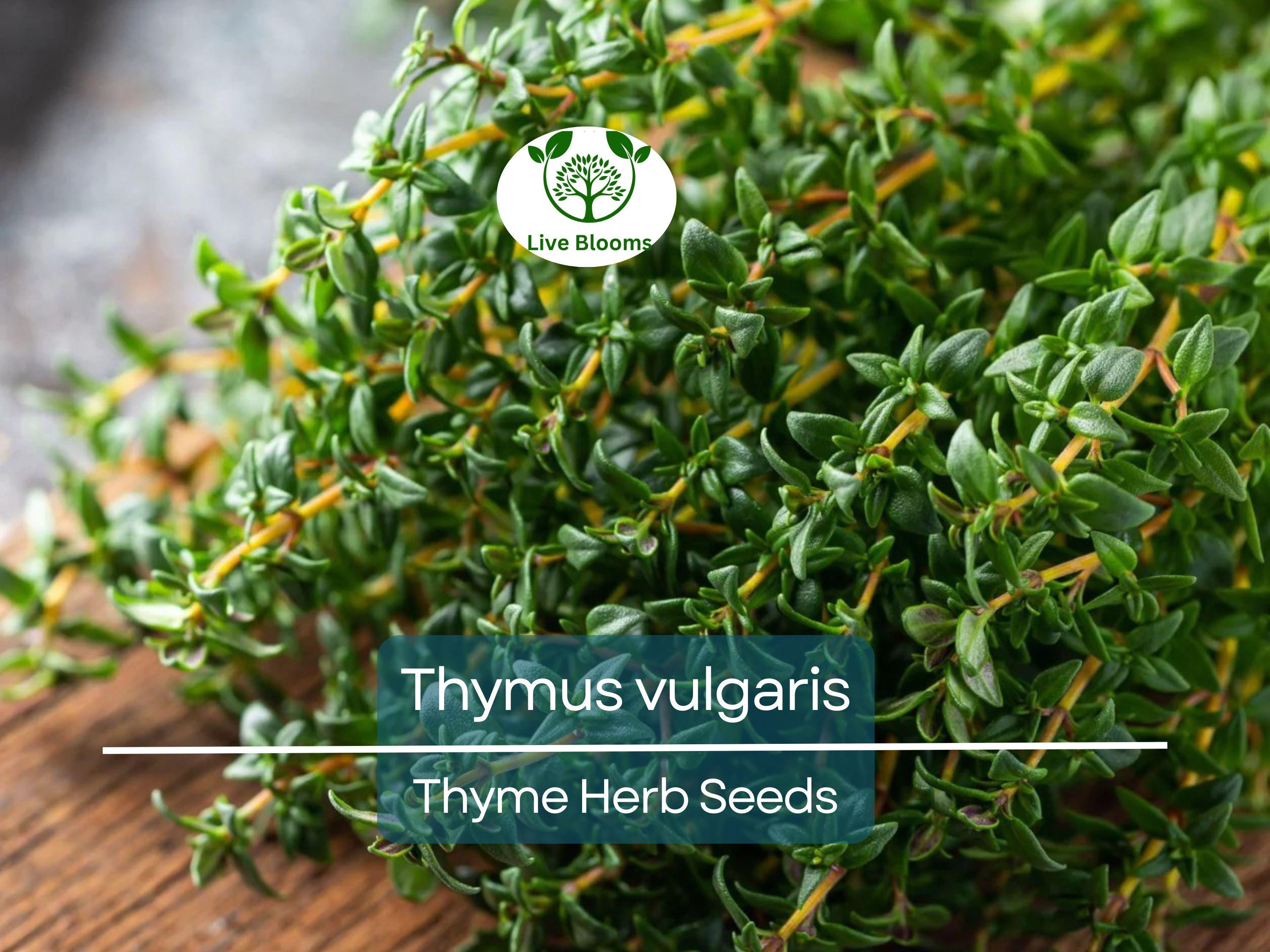 350 Thyme Seeds for Planting - Thymus vulgaris - Aromatic Herb for Cooking & Garden, Fresh Culinary Herb, Perfect for Home Garden Growers