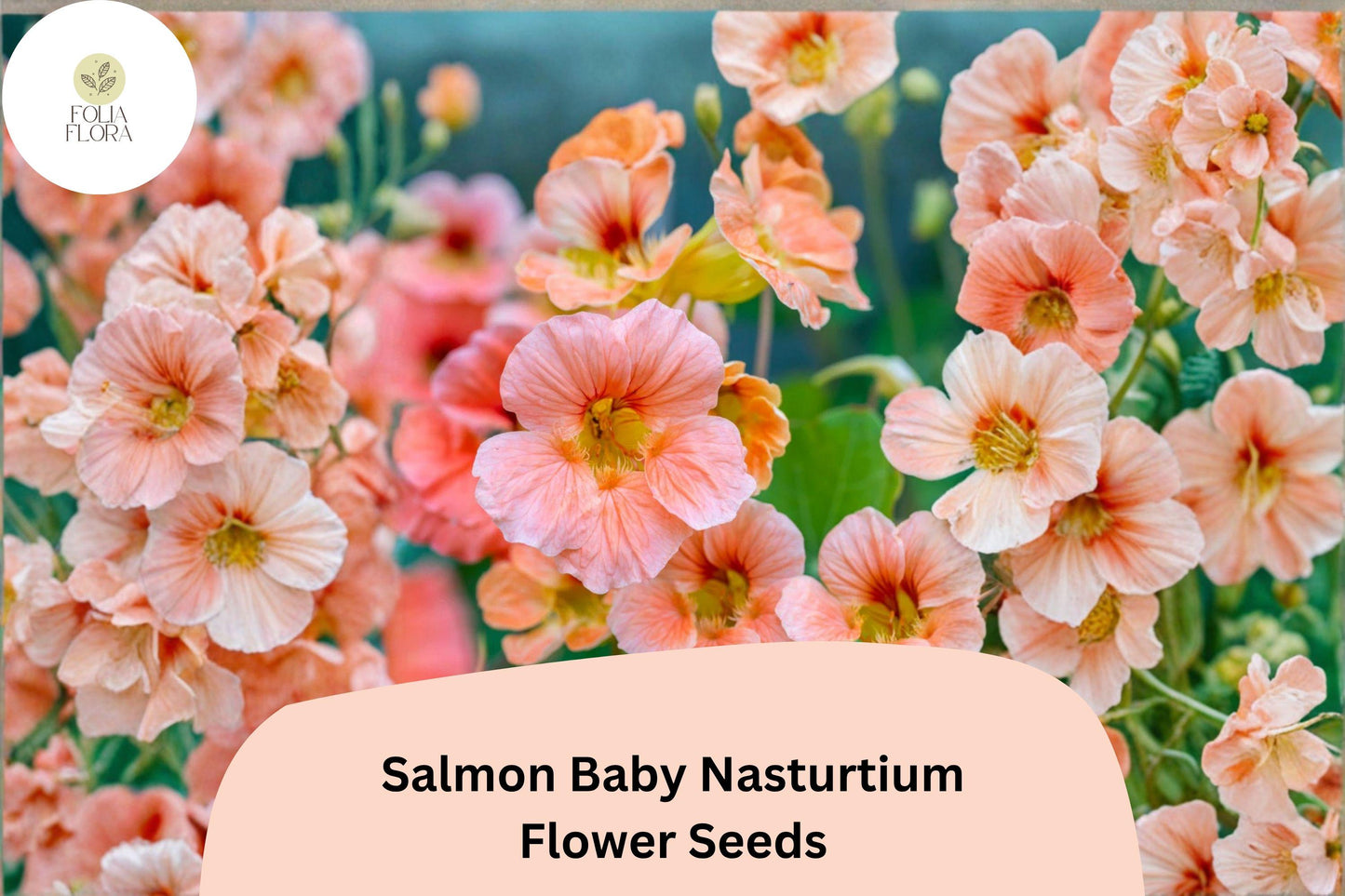 50+ Salmon Baby Nasturtium Seeds | Tropaeolum majus | Soft Salmon-Pink Blooms