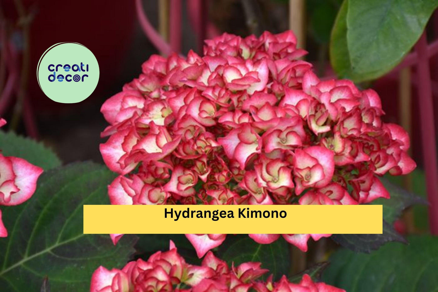 Hydrangea Kimono Starter Set | 4 Live Rooted Plants | Garden Ready Collection of Ornamental Flowering Shrubs