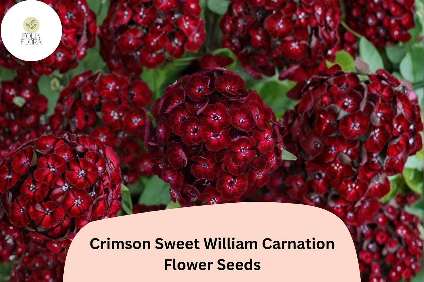 200+ Crimson Sweet William Carnation Seeds | Dianthus barbatus | Deep Red Blooms for Borders & Garden Beauty