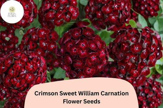 200+ Crimson Sweet William Carnation Seeds | Dianthus barbatus | Deep Red Blooms for Borders & Garden Beauty
