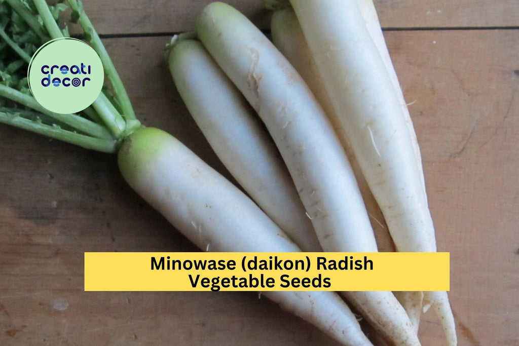 3pcs of 1g Japanese Minowase Daikon Radish Seeds – Crisp White Long Roots, Great for Pickling or Stir Fry, Easy to Grow Seeds for Planting