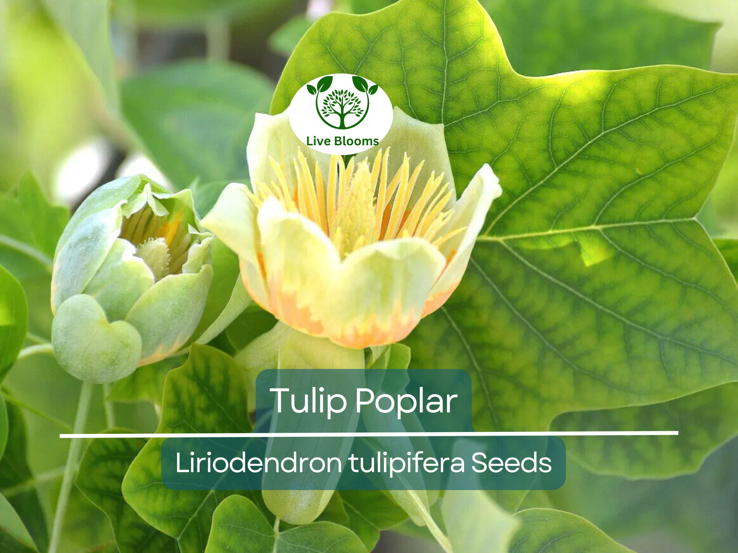 20 Tulip Poplar Seeds (Liriodendron tulipifera) | Tulip Tree, Big Yellow Flowers, Fast-Growing, Shade Tree for Garden & Landscape