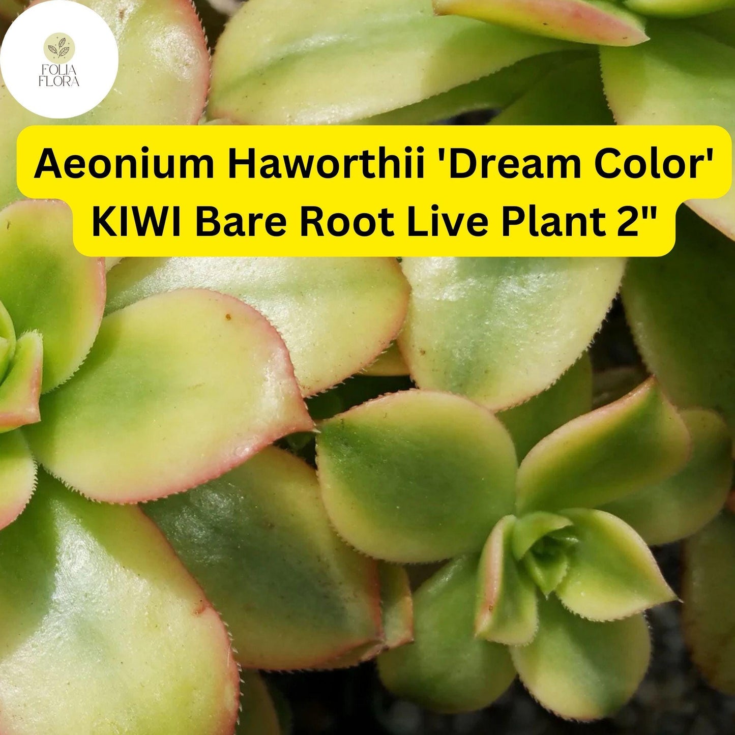 Aeonium haworthii ‘Dream Color’ Kiwi | 2 Bare Root 2" Live Succulent Plants | Variegated Rosettes, Drought-Tolerant