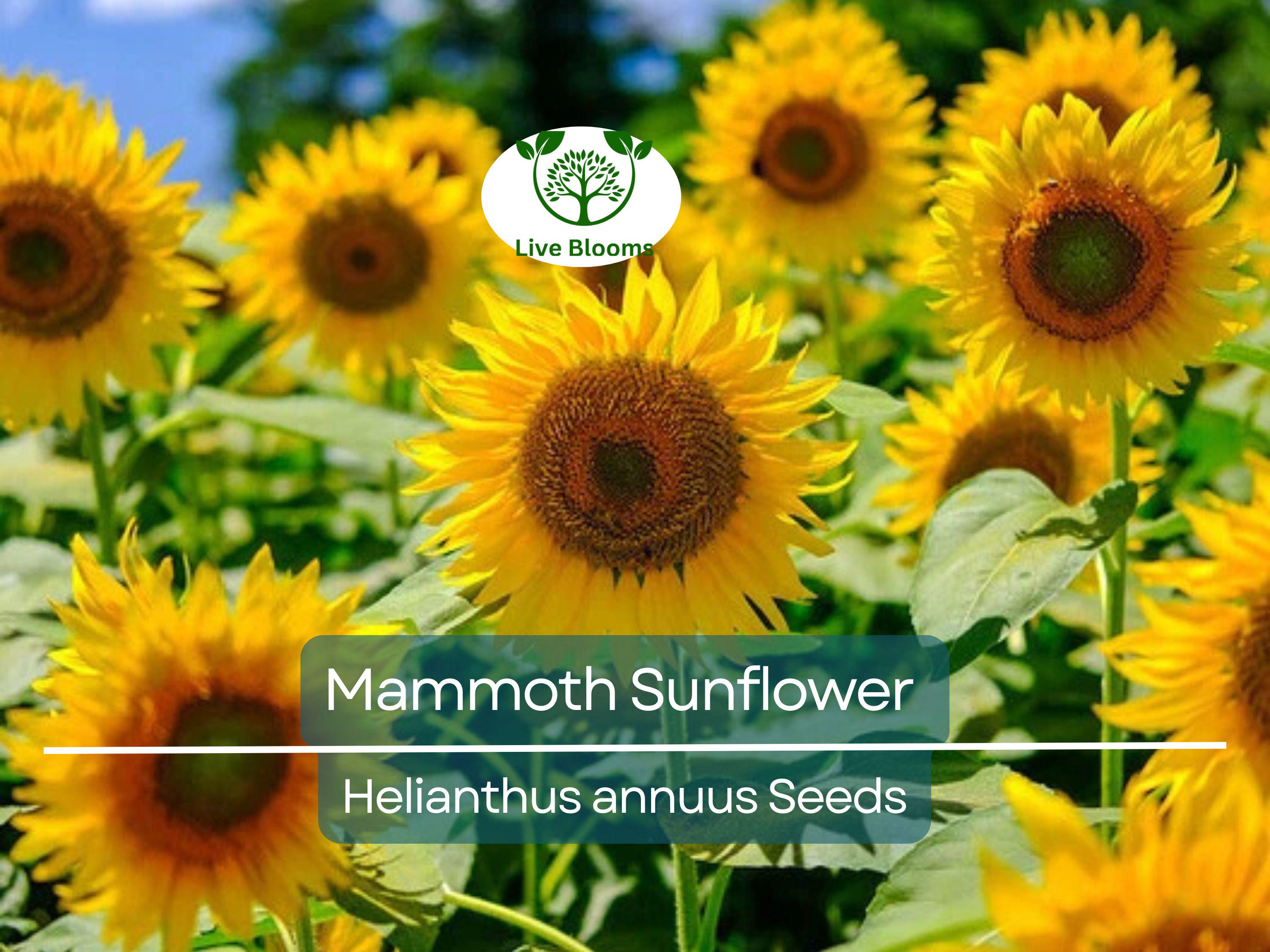 50 Mammoth Sunflower Seeds | Helianthus annuus | Grey-Stripe Heirloom | Edible Seeds | 12’ Tall Giants | Non-GMO | Bee-Friendly