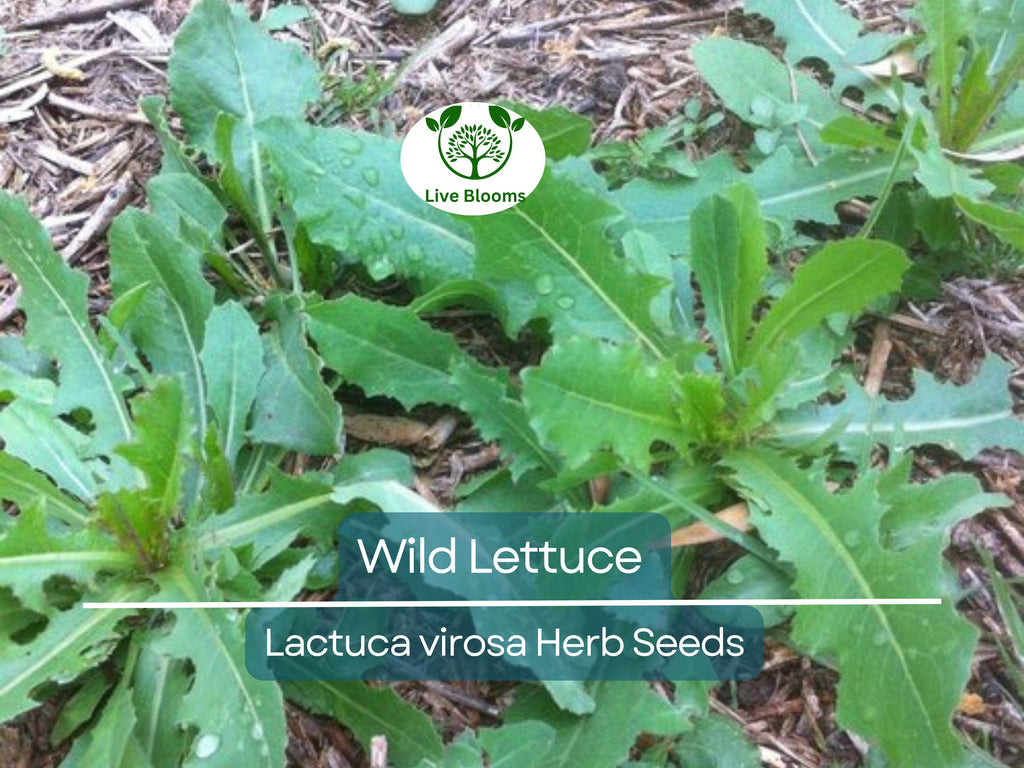 25 Wild Lettuce Seeds (Lactuca Virosa) | Organic Herb Seeds for Planting