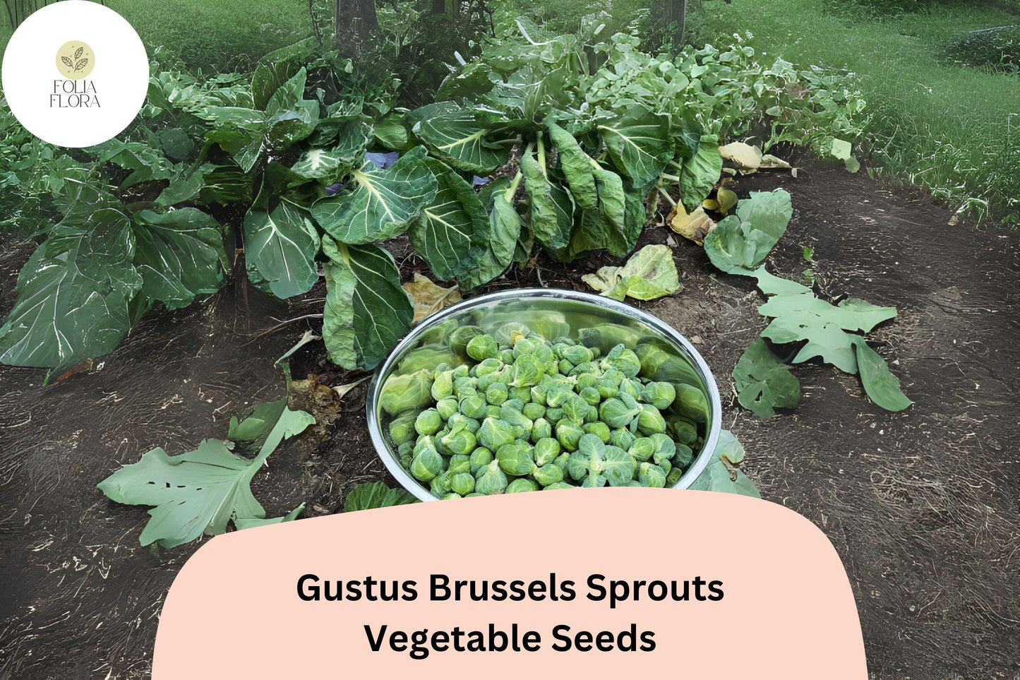 500+ Gustus Brussels Sprouts Seeds | Brassica oleracea | High-Yield Hybrid Sprout Variety | Bulk Garden Vegetable Seeds