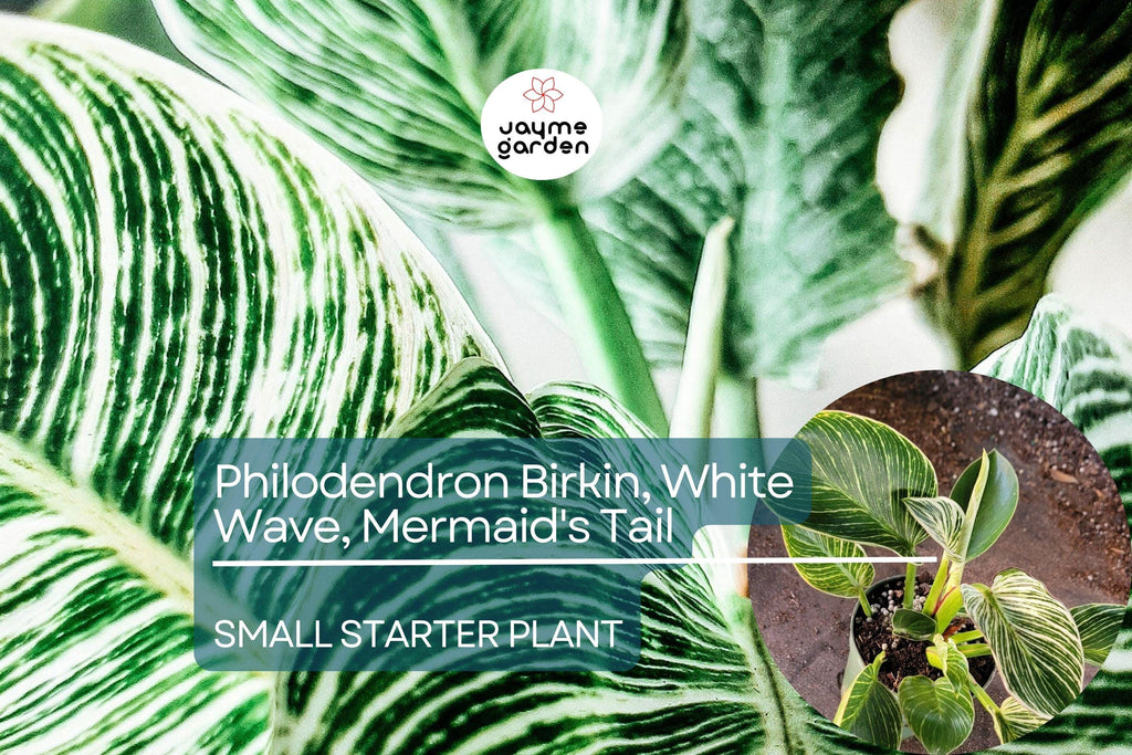 Philodendron Birkin Starter Plant - White Wave, Mermaid's Tail - Unique Variegated Foliage for Indoor Decor & Tropical Houseplant Lovers