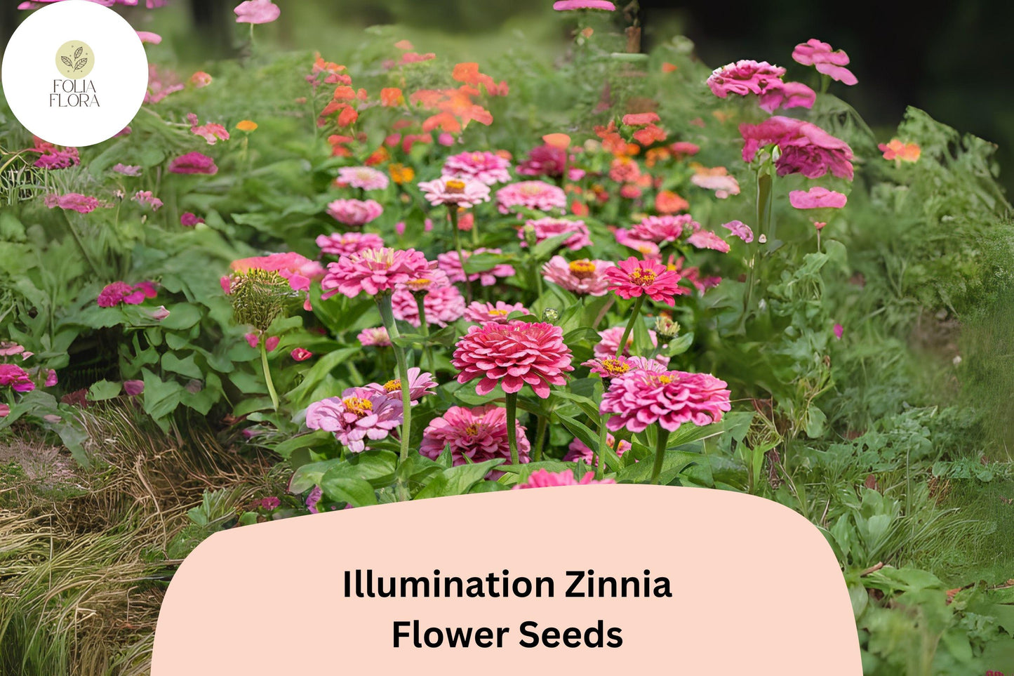 100+ Illumination Zinnia Seeds – Bright Golden-Orange Blooms for Summer Gardens & Cut Flowers