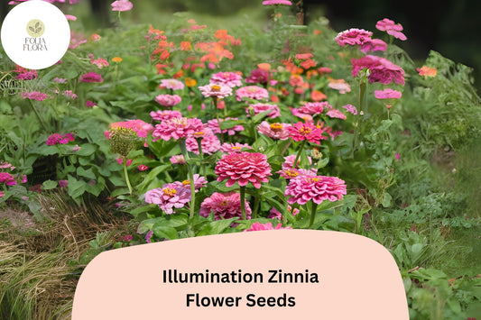 100+ Illumination Zinnia Seeds – Bright Golden-Orange Blooms for Summer Gardens & Cut Flowers