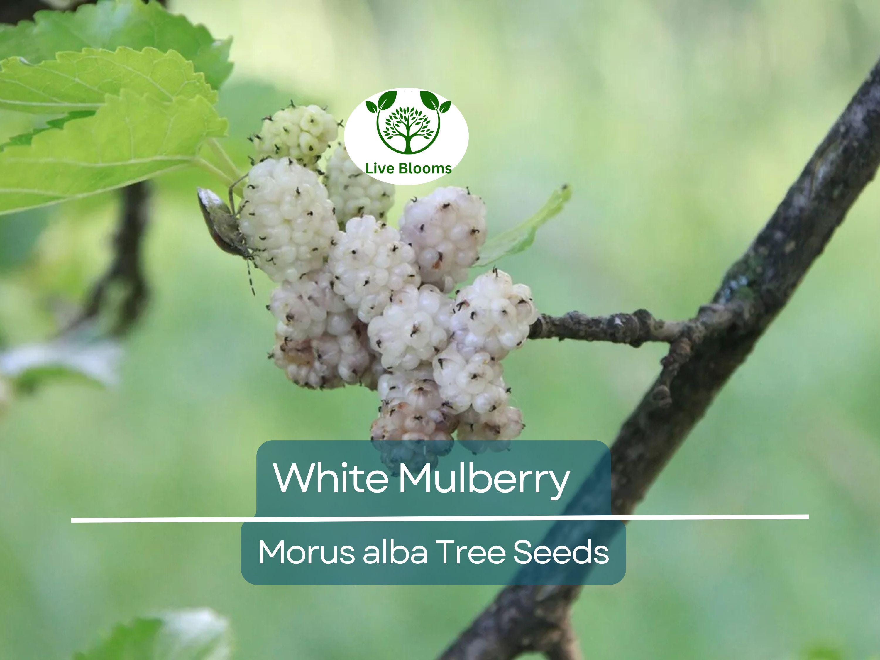 50 White Mulberry Tree Seeds (Morus alba) - Sweet Edible Fruit, Grow Your Own Mulberry Tree, for Gardens, Healthy Snack, Fast Growing