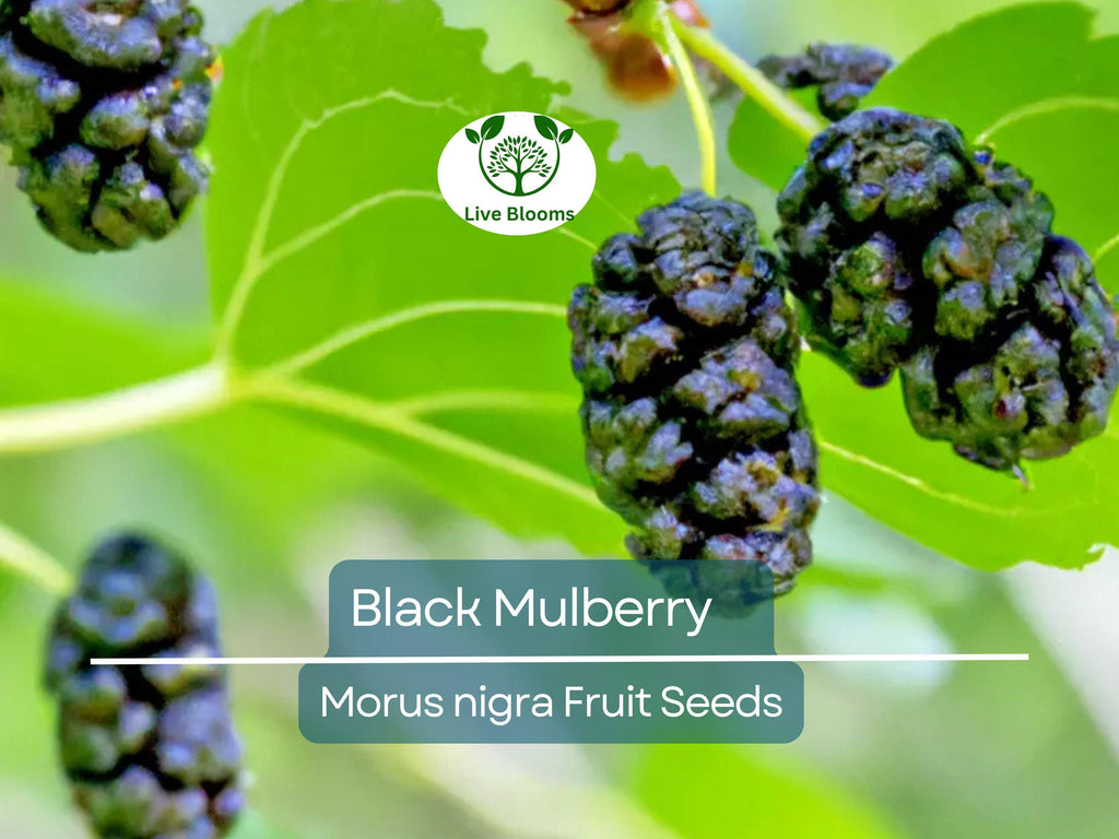 50 Black Mulberry Tree Seeds (Morus nigra), Sweet Edible Fruits, Hardy Tree, Fast Growing, Backyard Fruit, Garden Starter, Mulberry Bush
