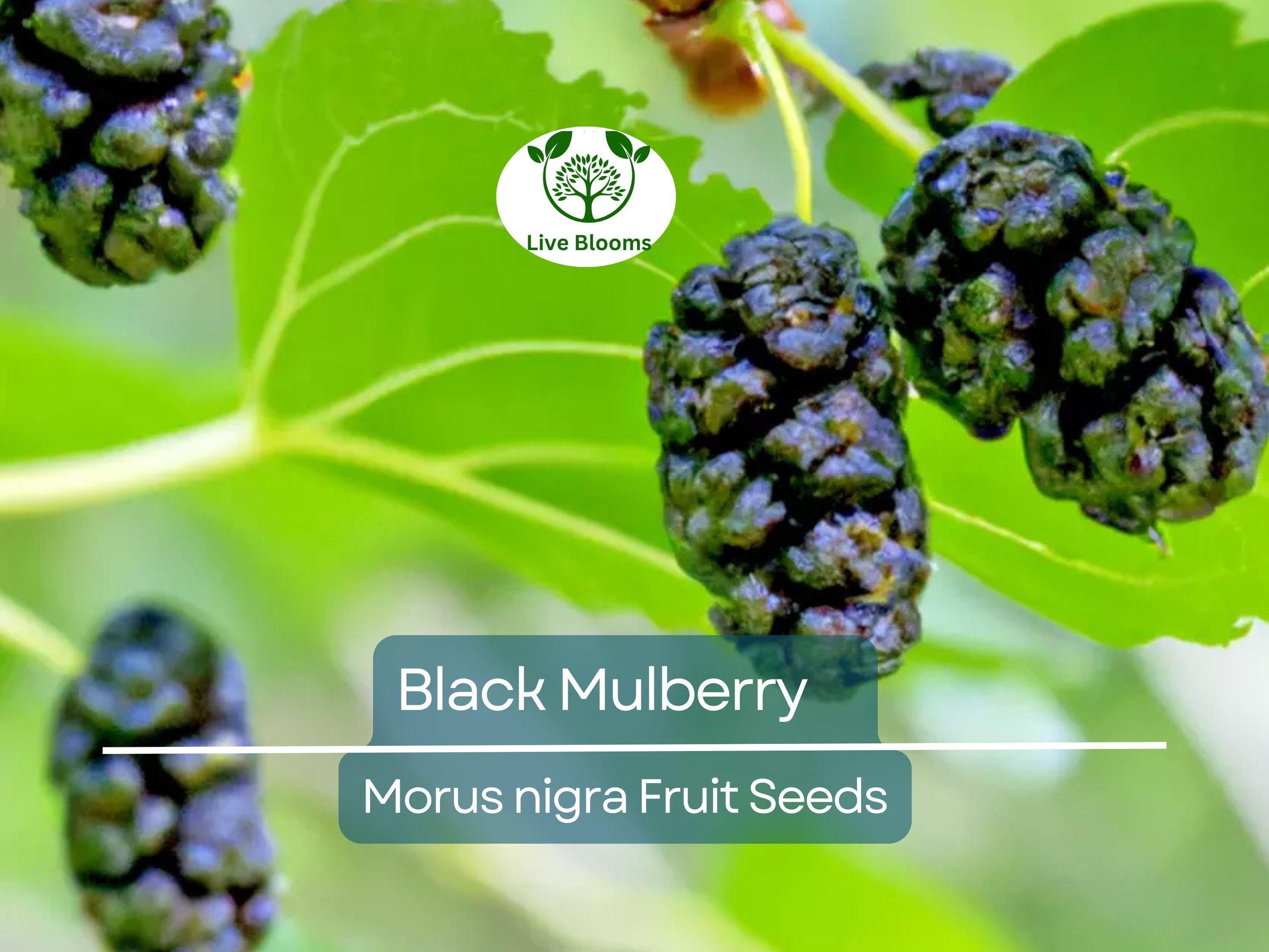 50 Black Mulberry Tree Seeds (Morus nigra), Sweet Edible Fruits, Hardy Tree, Fast Growing, Backyard Fruit, Garden Starter, Mulberry Bush