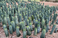 Blue Candle Cactus 25 Seeds (Myrtillocactus geometrizans) Grafting Rootstock