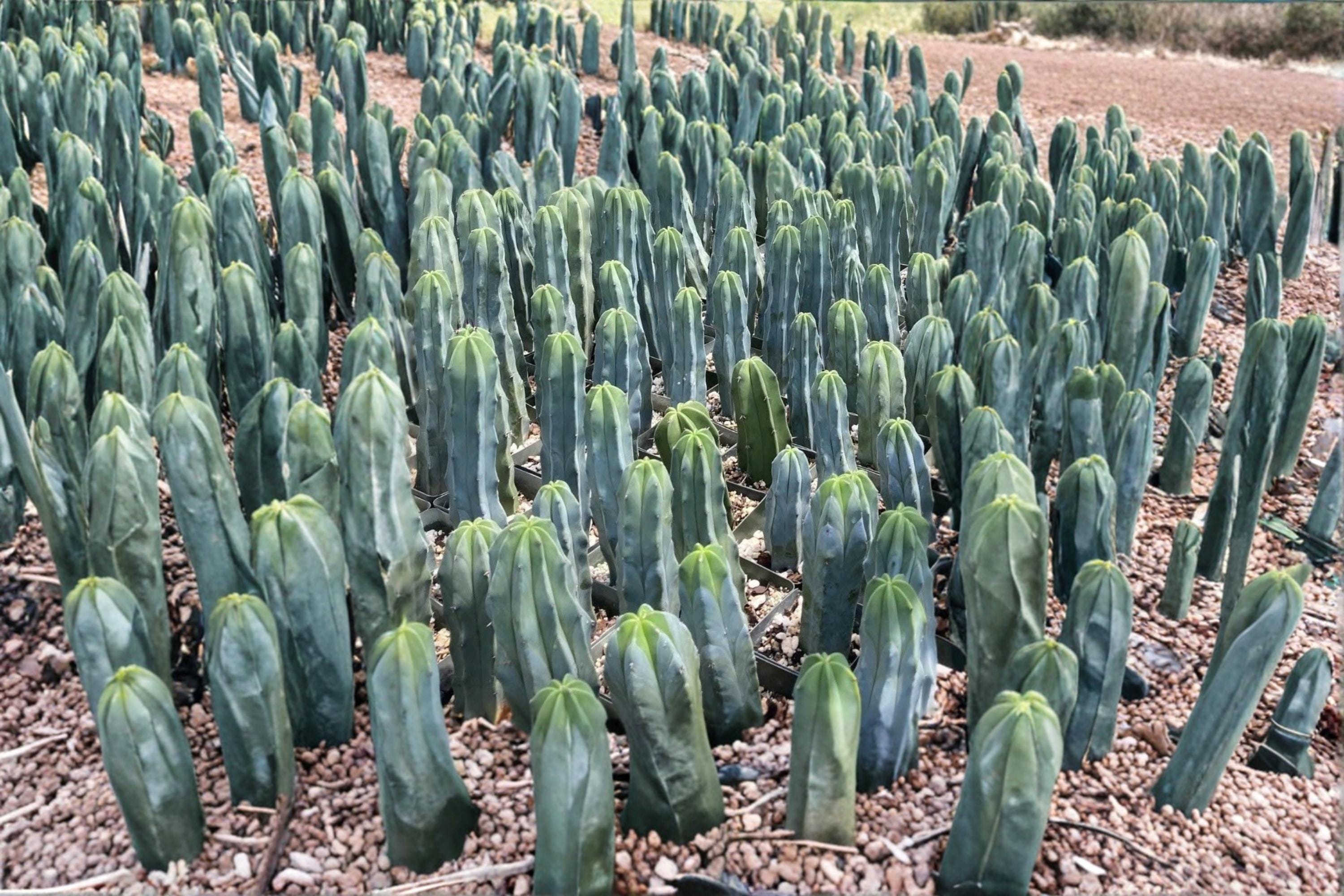 Blue Candle Cactus 25 Seeds (Myrtillocactus geometrizans) Grafting Rootstock