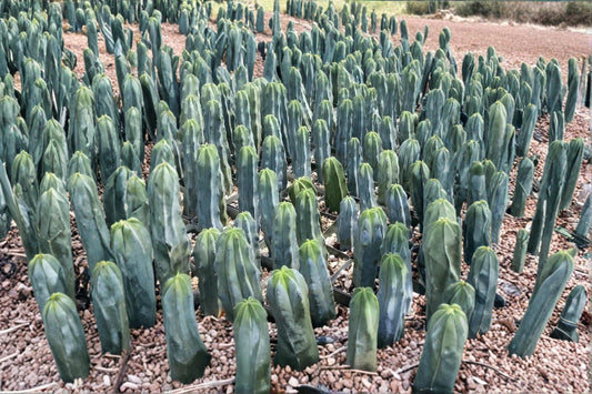 Blue Candle Cactus 25 Seeds (Myrtillocactus geometrizans) Grafting Rootstock