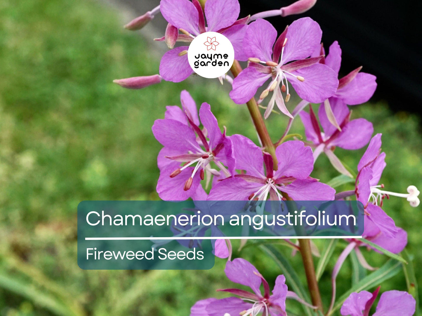 500 Seeds Chamaenerion Angustifolium | Fireweed Seeds for Planting | Willow Herb | Magenta Flower | Pollinator Attracting Fast Grower