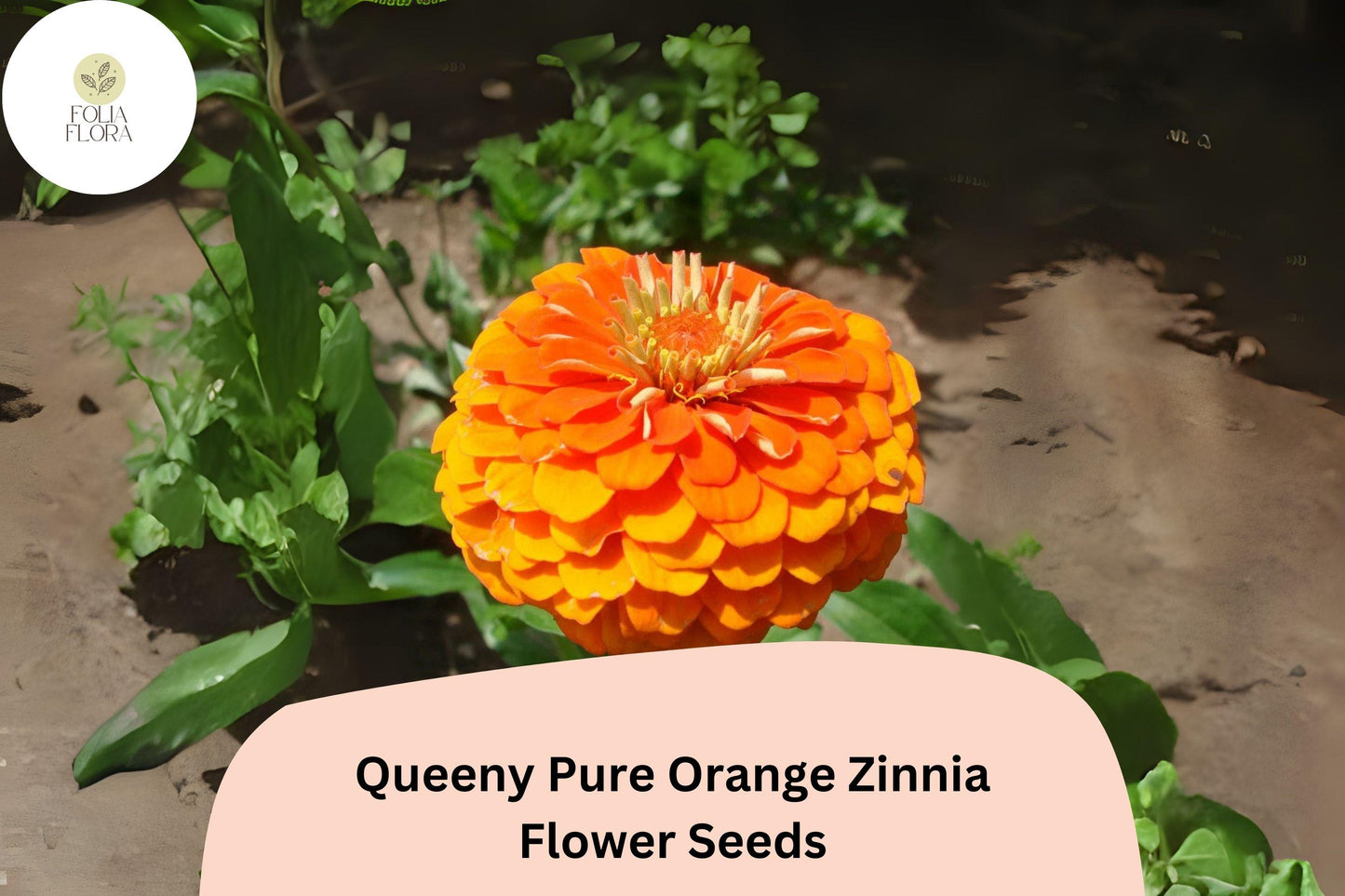 Queeny Orange Zinnia Seeds: Double Blooms, Cut Flowers