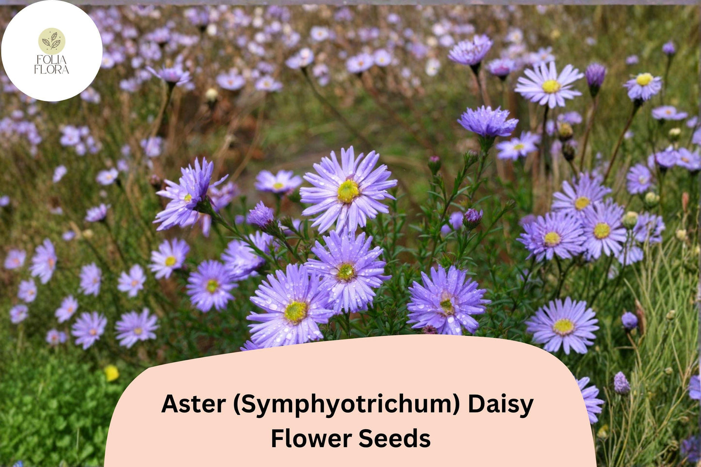 200+ Aster Daisy (Symphyotrichum novae-angliae) Seeds | Hardy Perennial Garden Flowers for Pollinators & Borders