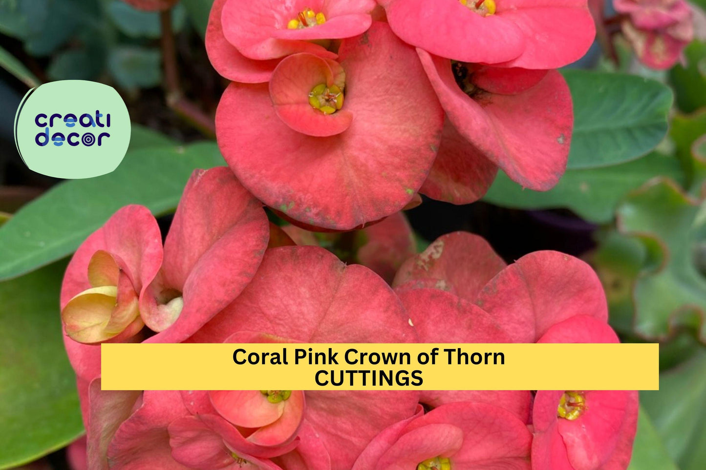 Coral Pink Crown of Thorns Cutting | 1 Unrooted Euphorbia milii Stem | Large Bloom Variety | Succulent Flowering Shrub Starter