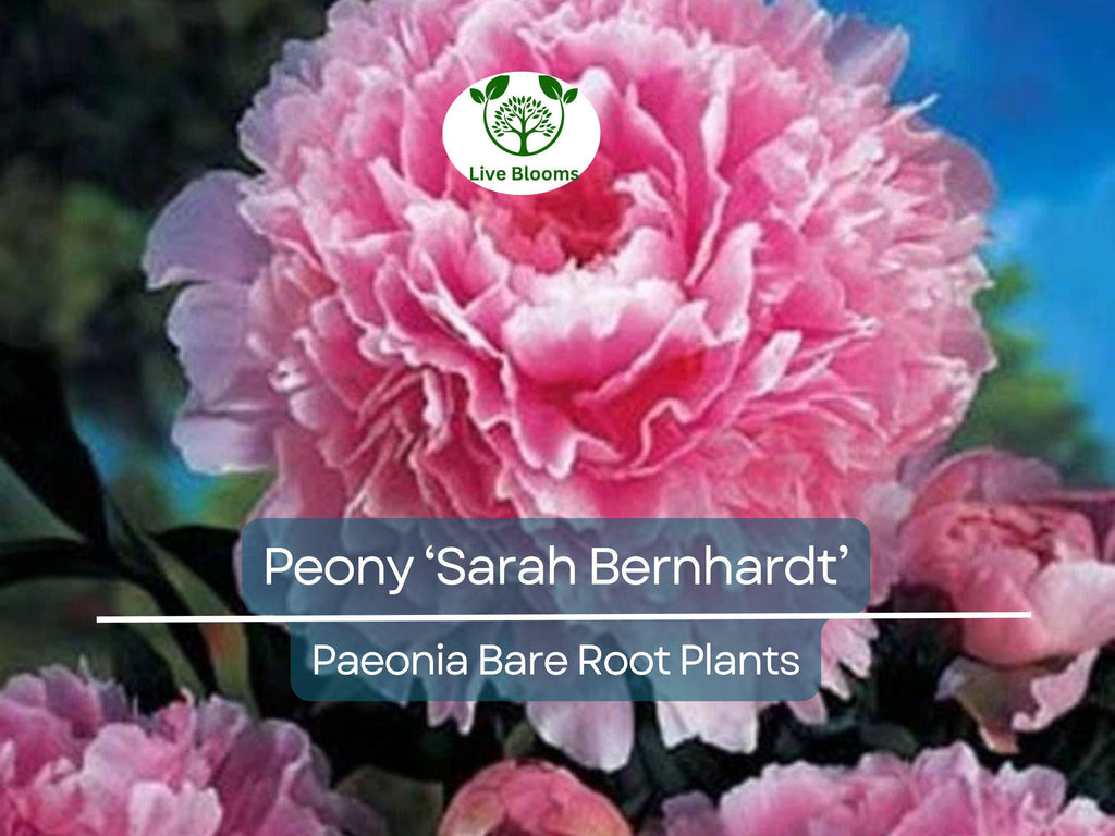 1 Peony ‘Sarah Bernhardt’ – Bare Root Live Plant – Pink Double Blooms – Classic Fragrant Perennial Flowering Bush